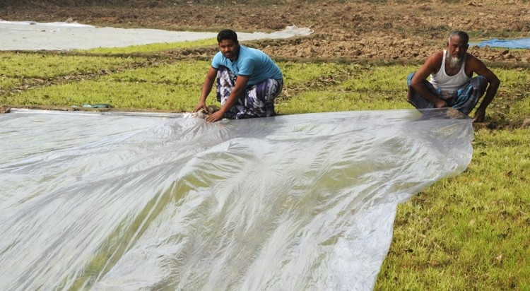 ঘন কুয়াশা ও শৈত্য প্রবাহে ফসল রক্ষায় করণীয়