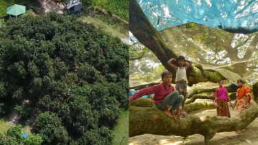 ক্রমহ্রাসমান সবুজের মাঝেই এশিয়ার সর্ববৃহৎ আমগাছ বাংলাদেশে