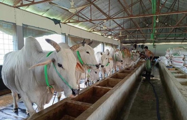 ঈদে ব্রাহ্মণবাড়িয়ায় ১৫’শ কোটি টাকার পশু বেচাকেনার আশা