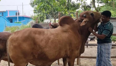 মেহেরপুরে কোরবানি হাটের জন্য প্রস্তুত প্রায় ২ লাখ পশু