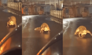 ভারী বৃষ্টির পর ভারতের রাস্তায় কুমির