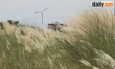 শরতের কাশফুল যেন নাগরিক ব্যস্ততায় ক্ষণিকের স্বস্তি