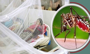 ডেঙ্গুতে আরও এক মৃত্যু, হাসপাতালে ভর্তি ১১৪