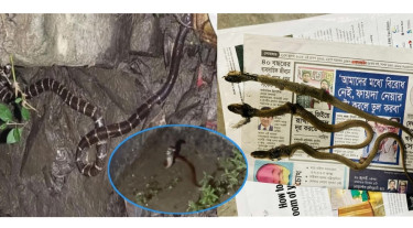 বিষধর সাপ আতঙ্কে ইবি ক্যাম্পাসের শিক্ষার্থীরা