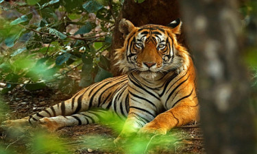 বাঘ নিরাপদ খুলনায়, ঝুঁকিতে সাতক্ষীরায়