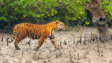 বিশ্ব বাঘ দিবস আজ