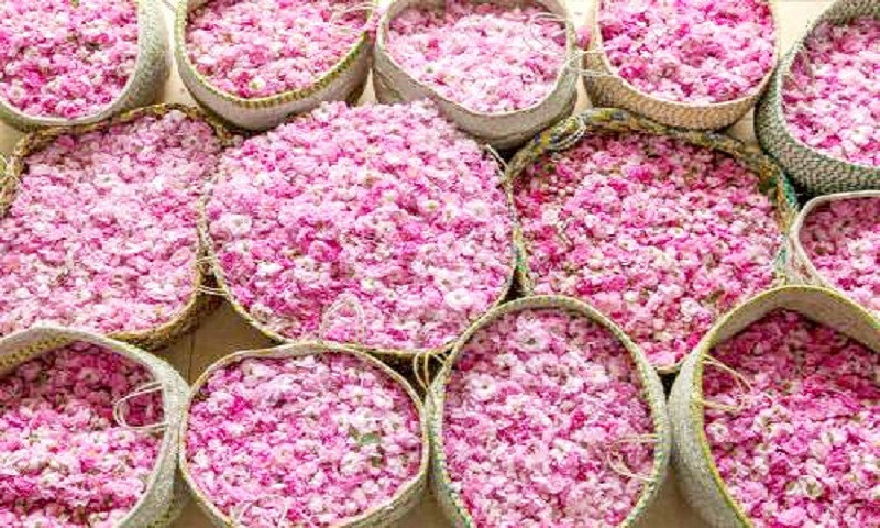 মরুর বুকে গোলাপের গ্রাম তায়েফ