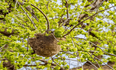 মৌচাকের ভেতরে মৃত্যুর মহাকাব্য