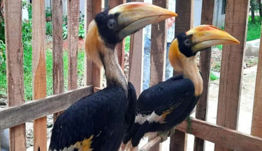 এবার নতুন অতিথি বিরল প্রজাতির দুই রাজ ধনেশ পাখি