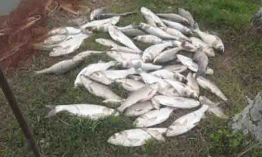 বিষ প্রয়োগে মেরে ফেলা হলো ১৫ লাখ টাকার মাছ
