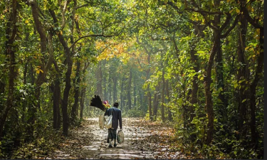 বন উজাড়, বাস্তুহারা প্রাণী: মধুপুর গড়ের কান্না কি কেউ শুনবে?