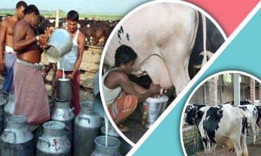 দেশে ‘ডেইরি উন্নয়ন বোর্ড’ গঠন, কার্যকর হচ্ছে সোমবার থেকে