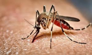 আমতলীতে ডেঙ্গু আক্রান্ত হয়ে নারীর মৃত্যু