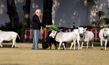 ভারতে মোদির শাসনামলে ব্যাপক বেড়েছে গো-মাংস রপ্তানি