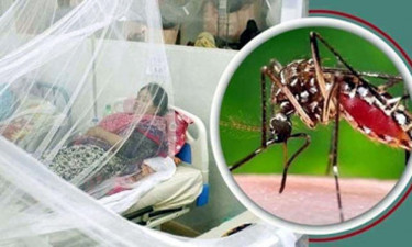 ডেঙ্গুতে আরো ৩ মৃত্যু, হাসপাতালে ভর্তি ৫৮০