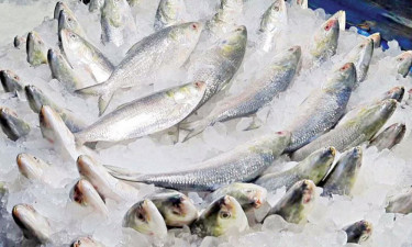 দুর্গাপূজায় ভারতে যাচ্ছে ১২০০ টন ইলিশ
