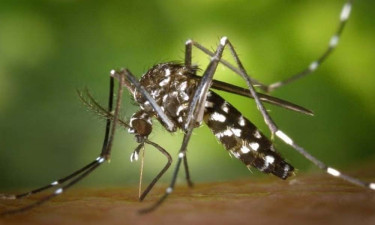 ডেঙ্গুতে আরও ২ জনের মৃত্যু, হাসপাতালে ভর্তি ৬২৫