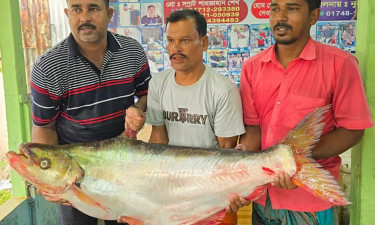 পদ্মার এক ঢাঁই মাছ লাখ টাকায় বিক্রি