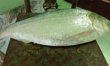 এক ইলিশ বিক্রি হল ৮ হাজার ৭৫০ টাকা
