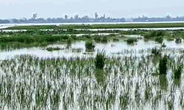 কুড়িগ্রামে নদীর পানি বৃদ্ধি, নিম্নাঞ্চল প্লাবিত