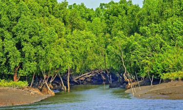 সুন্দরবন থেকে ছয় বাংলাদেশি জেলেকে অপহরণের অভিযোগ