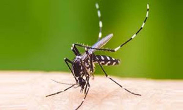 ডেঙ্গুতে একদিনে ৬ জনের মৃত্যু, হাসপাতালে ৬৪৭