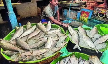ভারতে বাংলাদেশি ইলিশের বাজারে আগুন