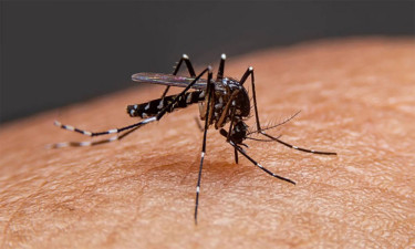 ডেঙ্গুতে একদিনে ১২ জনের মৃত্যু