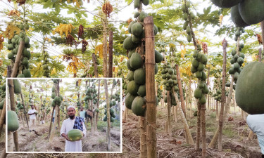 পেঁপে চাষে স্বাবলম্বী শিবচরের মনির, দেখালেন নতুন আশার আলো