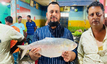 ৮০টি ইলিশ দুই লাখ ১৩ হাজার টাকায় বিক্রি