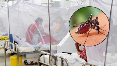ডেঙ্গুতে একজনের মৃত্যু, হাসপাতালে ভর্তি ৬৬৪