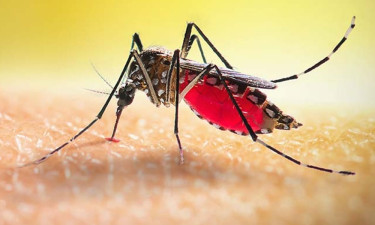 ডেঙ্গুতে ৫ জনের মৃত্যু, হাসপাতালে ভর্তি ৬৬৮