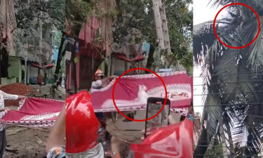 ৪৮ ঘণ্টা গাছে আটকে থাকা বিড়াল উদ্ধার করা হলো যেভাবে