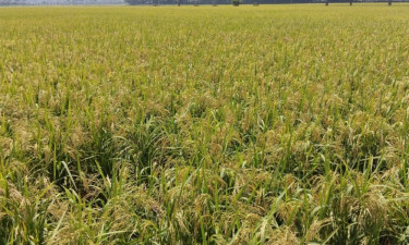 নীলফামারীর ভিত্তিবীজ আলু খামারে আউশের বাম্পার ফলন