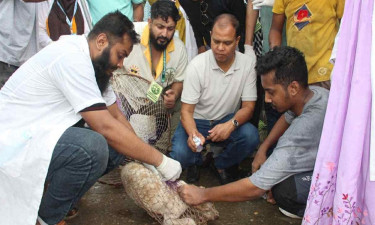 তারেক রহমানের নির্দেশনায় প্রাণীদের জন্য ফ্রি ভ্যাকসিন ক্যাম্পেইন