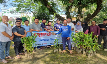 কুলাউড়ায় ফলজ গাছের চারা বিতরণ করলো বসুন্ধরা শুভসংঘ