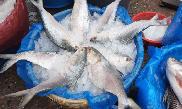 ইলিশ ধরা বন্ধ ২২ দিন