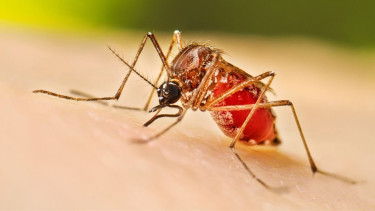 ডেঙ্গুতে দুজনের মৃত্যু, হাসপাতালে ভর্তি ৩৯৬