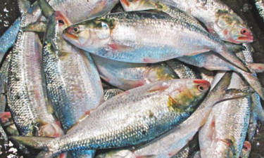 মধ্যরাত থেকে ইলিশ আহরণে ২২ দিনের নিষেধাজ্ঞা