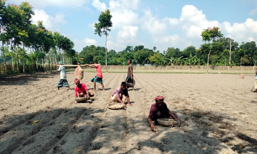 নীলফামারীতে লাভের আশায় আগাম আলু চাষে ব্যস্ত কৃষক