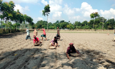 নীলফামারীতে লাভের আশায় আগাম আলু চাষে ব্যস্ত কৃষক