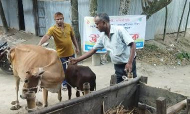 অ্যানথ্রাক্স আতঙ্কে কম দামে পশু বিক্রি, পুঁজি হারানোর শঙ্কা খামারিদের