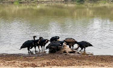 বিলুপ্তির পথে ‘প্রকৃতির ঝাড়ুদার’ শকুন