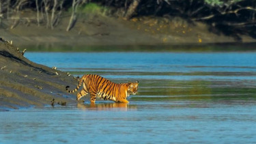 সুন্দরবনে বিদেশি পর্যটক বাড়াতে মাস্টারপ্ল্যান প্রণয়ন