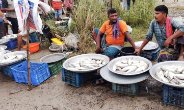 নিষেধাজ্ঞা অমান্য করে পদ্মায় ইলিশ শিকার, নদীপাড়ে বসেছে হাট