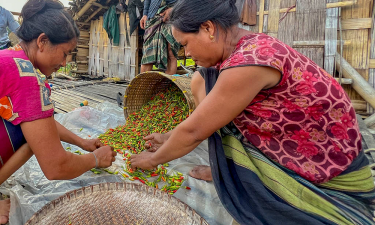 তীব্র ঝাল আর অনন্য স্বাদের ধানী মরিচ