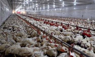 ইউরোপজুড়ে ছড়িয়ে পড়ছে বার্ড ফ্লুর, দেশে দেশে পোলট্রি খামার লকডাউন