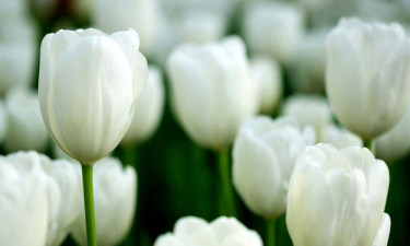 নবীজির (সা.) স্ত্রী সাওদার (রা.) সরলতা ও উদারতা