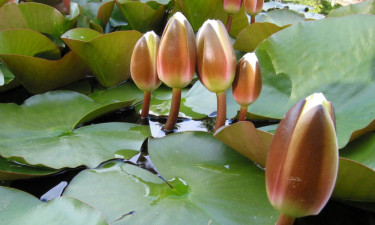 ইসির প্রতীক তালিকায় যুক্ত হলো ‘শাপলা কলি’