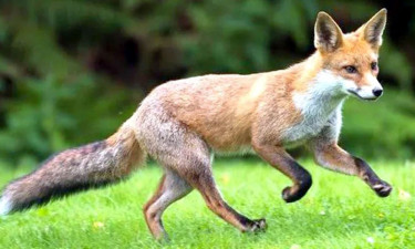 শেরপুরে শিয়ালের কামড়ে আহত ২২